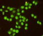 RPA32 (3E7) Mouse mAb ABZ4183