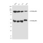 NF-KB p105 Mouse mAb ABZ4184