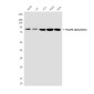 Hsp90 alpha/beta (4B6) Mouse mAb ABZ4185