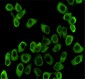 Hsp90 beta (3B9) Mouse mAb ABZ4186