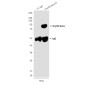 Hsp90 beta (3B9) Mouse mAb ABZ4186
