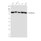 Hsp90 beta (3B9) Mouse mAb ABZ4186