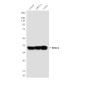 ERCC1 (7F6) Mouse mAb ABZ4192