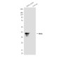 BAG1 (2C12) Mouse mAb ABZ4195