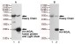 Rabbit IgG (5B2) Mouse mAb ABZ4196