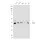 Rabbit IgG (5B2) Mouse mAb ABZ4196