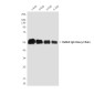 Rabbit IgG (5B2) Mouse mAb ABZ4196