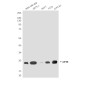 eIF4E (8C8) Mouse mAb ABZ4199