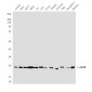 eIF4E (8C8) Mouse mAb ABZ4199