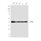 CREB (1E9) Mouse mAb ABZ4201