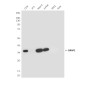 GRAP2 (5C7) Mouse mAb ABZ4202