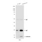 S100A10 (6F4) Mouse mAb ABZ4205