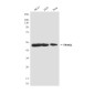 TRIM21 (5B9) Mouse mAb ABZ4209