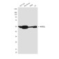 APG5L/ATG5 (8F1) Mouse mAb ABZ4210
