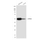 APG5L/ATG5 (8F1) Mouse mAb ABZ4210