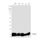NM23A (1H9) Mouse mAb ABZ4211