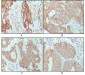 Cytokeratin 18 (6A8) Mouse mAb ABZ4214