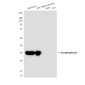 Synaptophysin (10C8) Mouse mAb ABZ4215