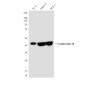 Cytokeratin 19  Mouse mAb ABZ4216