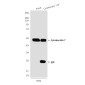 Cytokeratin 7 (9G9) Mouse mAb ABZ4217