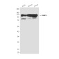 PARP1 (7A1) Mouse mAb ABZ4219