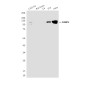 PARP1 (7A1) Mouse mAb ABZ4219