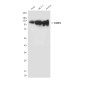PARP1 (10C2) Mouse mAb ABZ4220