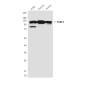 PARP1 (10C2) Mouse mAb ABZ4220