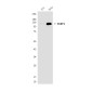 PARP1 (10C2) Mouse mAb ABZ4220