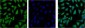 Hsp70 1A (1D9) Mouse mAb ABZ4222