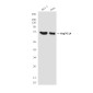 Hsp70 1A (1D9) Mouse mAb ABZ4222