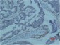 Survivin (8B9) Mouse mAb ABZ4223