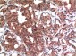 GSK3 beta (4C4) Mouse mAb ABZ4224