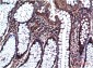 GSK3 beta (4C4) Mouse mAb ABZ4224