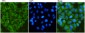 GRP78 BiP (9C7) Mouse mAb ABZ4231