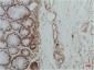 GRP78 BiP (9C7) Mouse mAb ABZ4231
