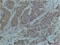 GRP78 BiP (9C7) Mouse mAb ABZ4231