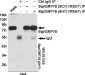 GRP78 BiP (9C7) Mouse mAb ABZ4231