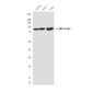 GRP78 BiP (9C7) Mouse mAb ABZ4231