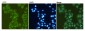 GRP78 BiP (6H7) Mouse mAb ABZ4232