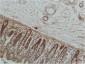 GRP78 BiP (6H7) Mouse mAb ABZ4232