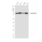 GRP78 BiP (6H7) Mouse mAb ABZ4232