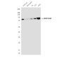 GRP78 BiP (6H7) Mouse mAb ABZ4232