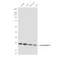 Cyclophilin B Mouse mAb ABZ4233