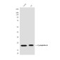 Cyclophilin B Mouse mAb ABZ4233