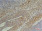 Cyclophilin B Mouse mAb ABZ4234