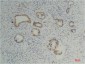 Cyclophilin B Mouse mAb ABZ4234