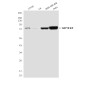GRP78 BiP (9E4) Mouse mAb ABZ4235