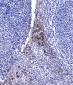 ICAM1 (1C7) Mouse mAb ABZ4236