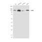 JAK1 (8B8) Mouse mAb ABZ4242